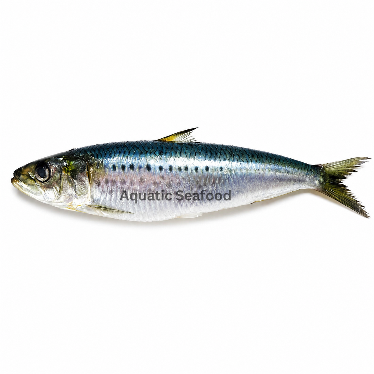 Sardine ( Luar )