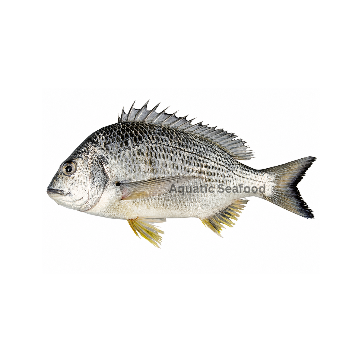 Goldsilk Seabream (Kaala Dandia)