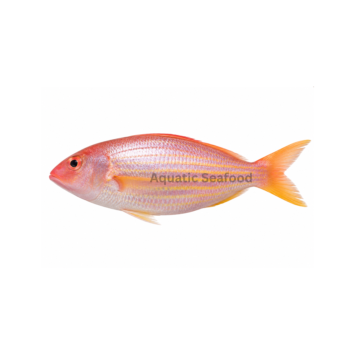 Threadfin Bream ( Chakori )
