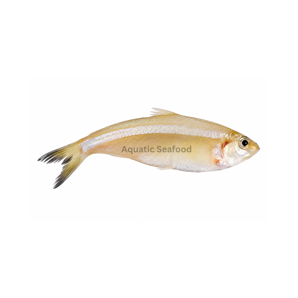 White Sardine ( Mithoo )