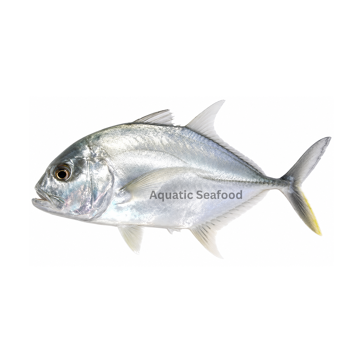 Giant Trevally ( Kakkar )