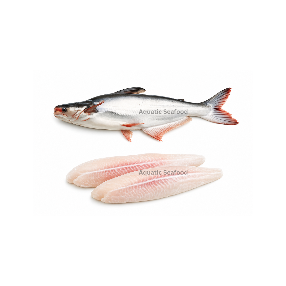 Pangasius Fish ( Pangash )