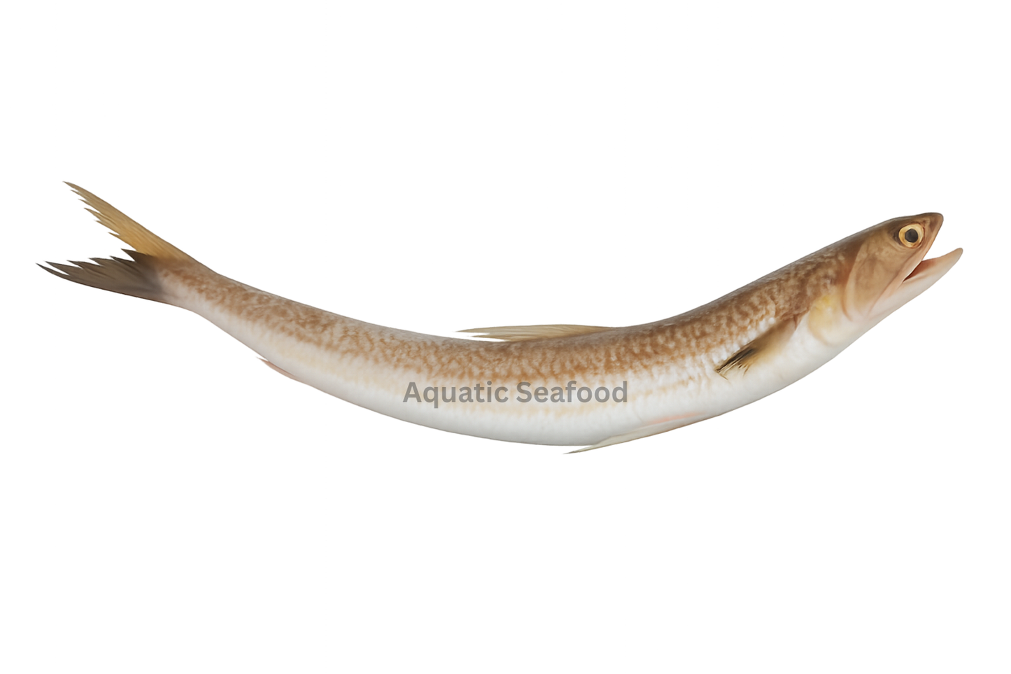Indian Lizardfish ( Disco )