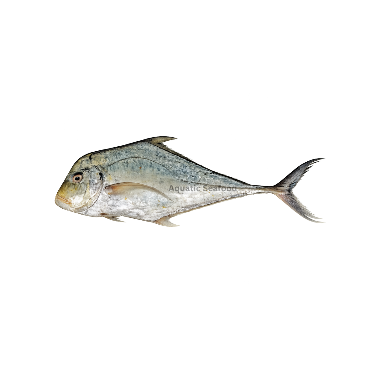 Indian Threadfish ( Safaid Pattal )
