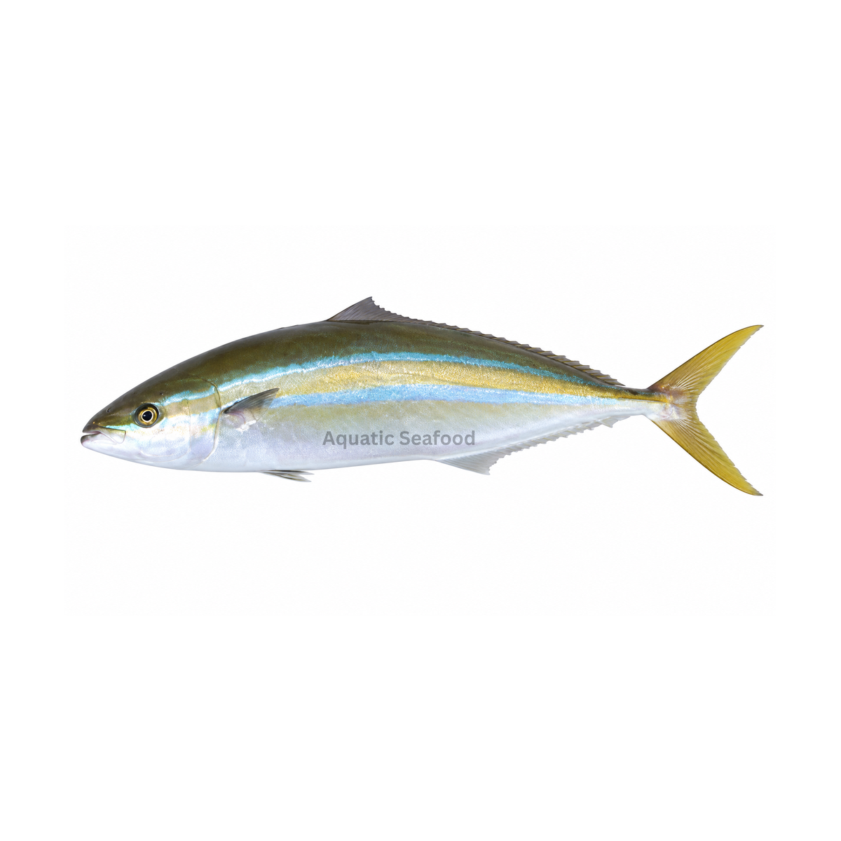 Rainbow Runner ( Safi )