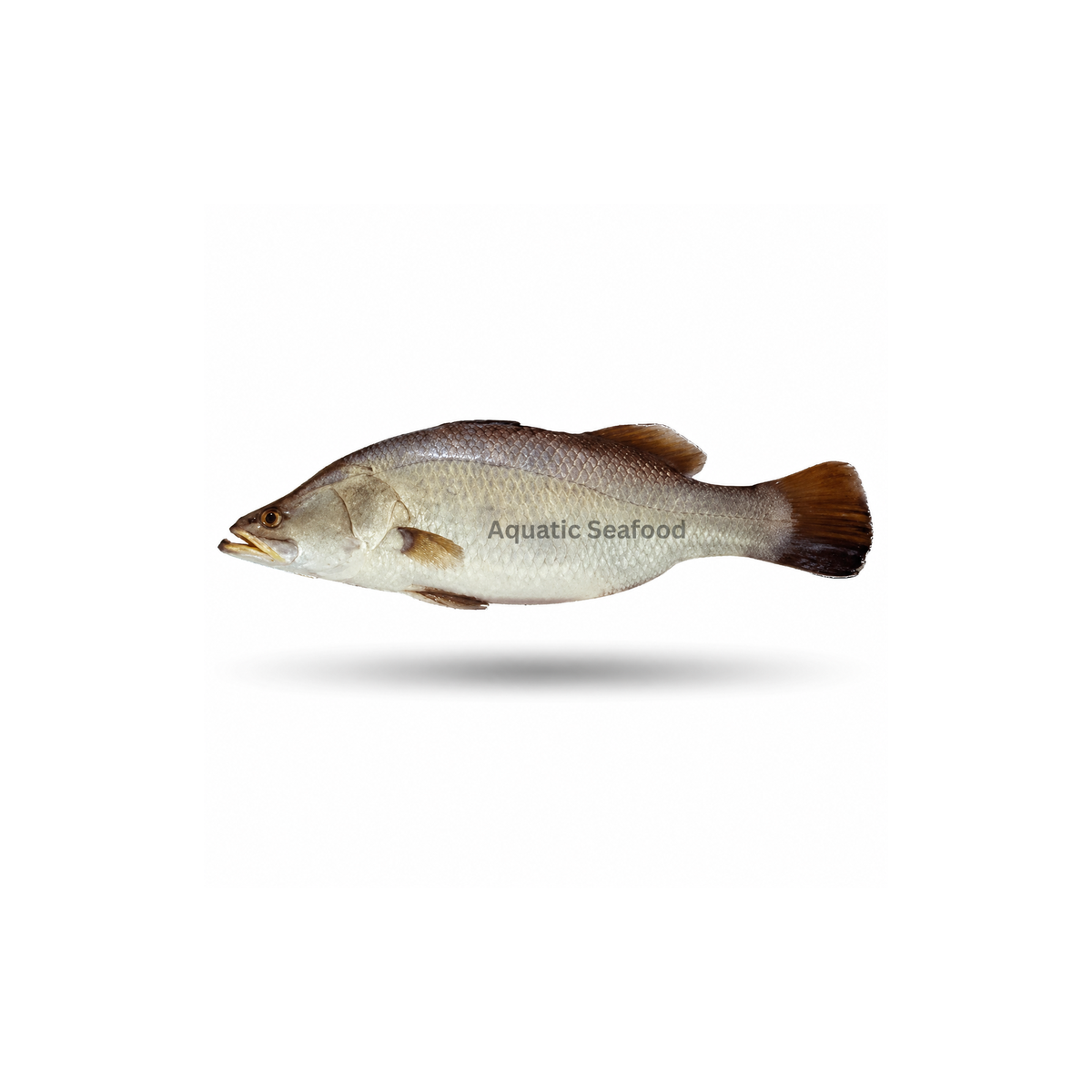 Barramundi ( Dangri )