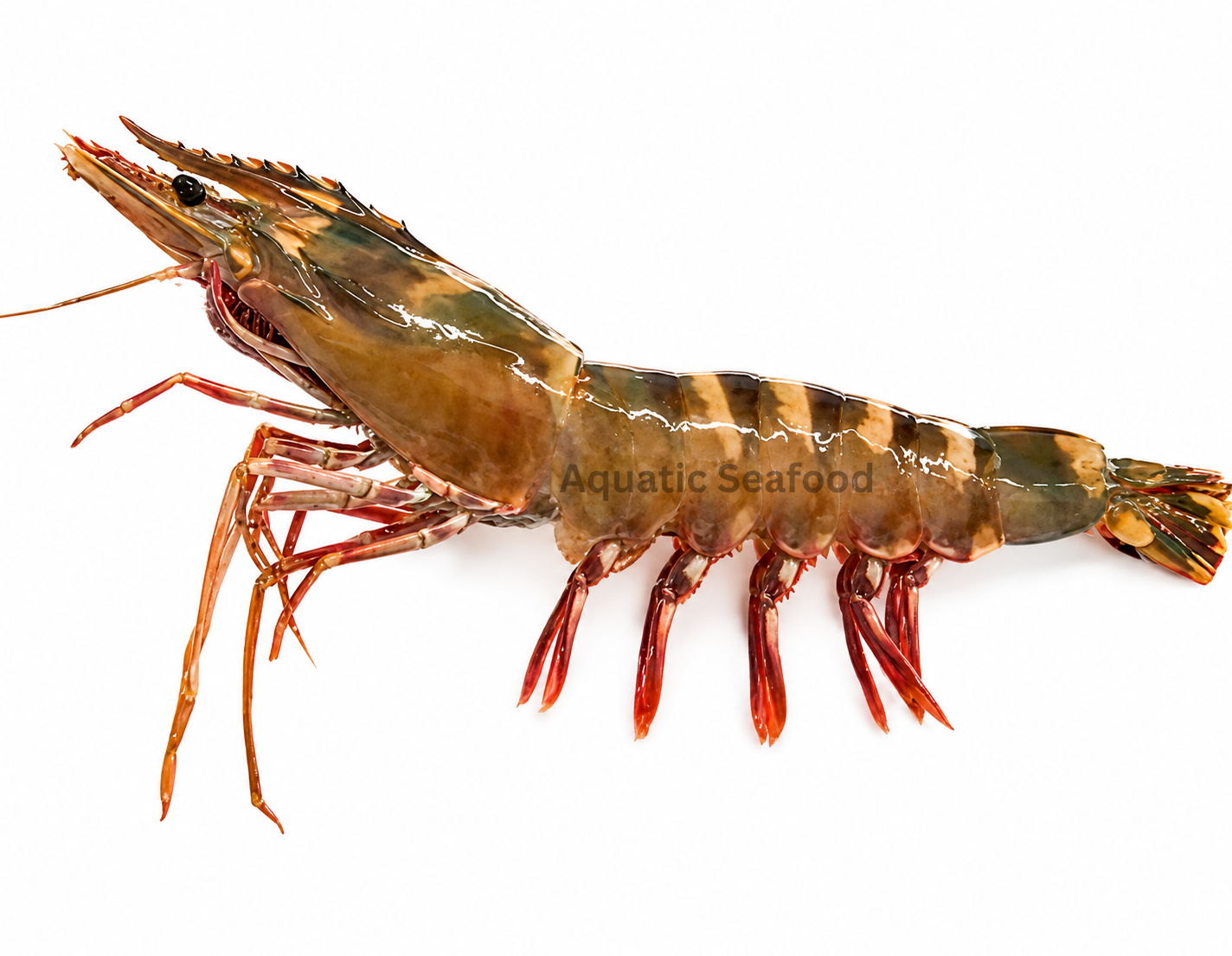 Super Tiger Prawns ( Kaala Tiger )