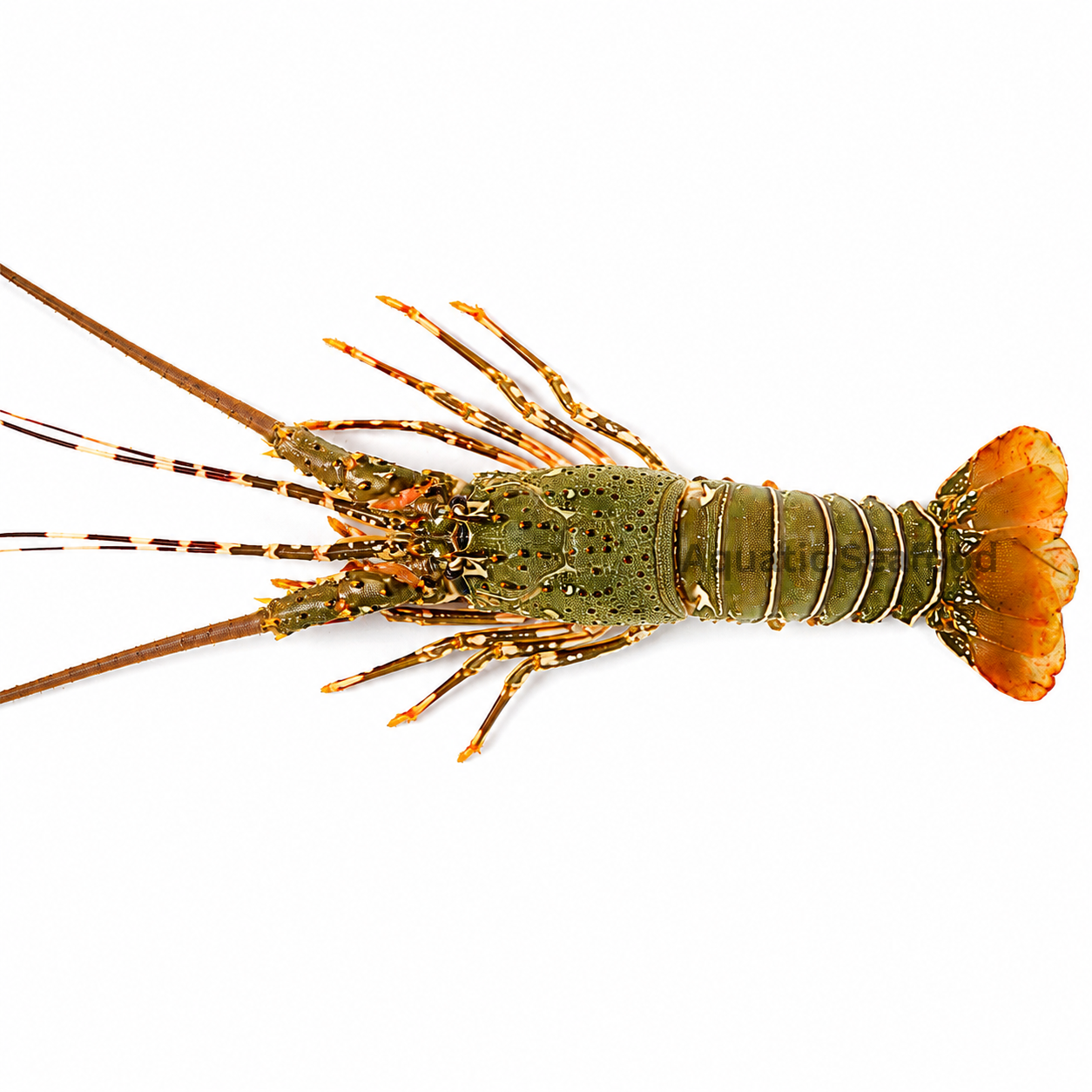 Spiny Lobster ( Kikat )