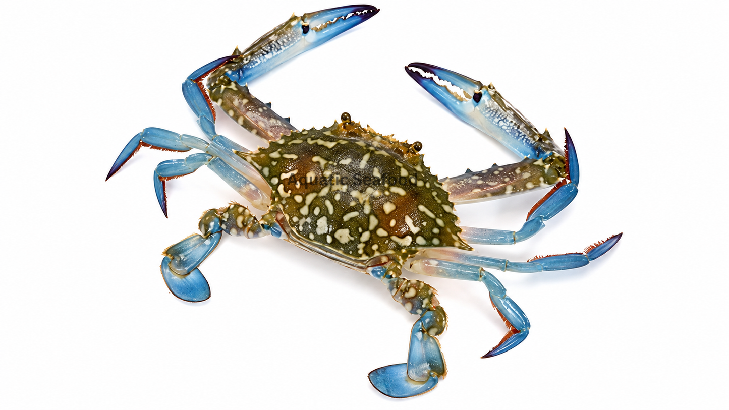Blue Swimmer Crab ( Neela Kaikra )