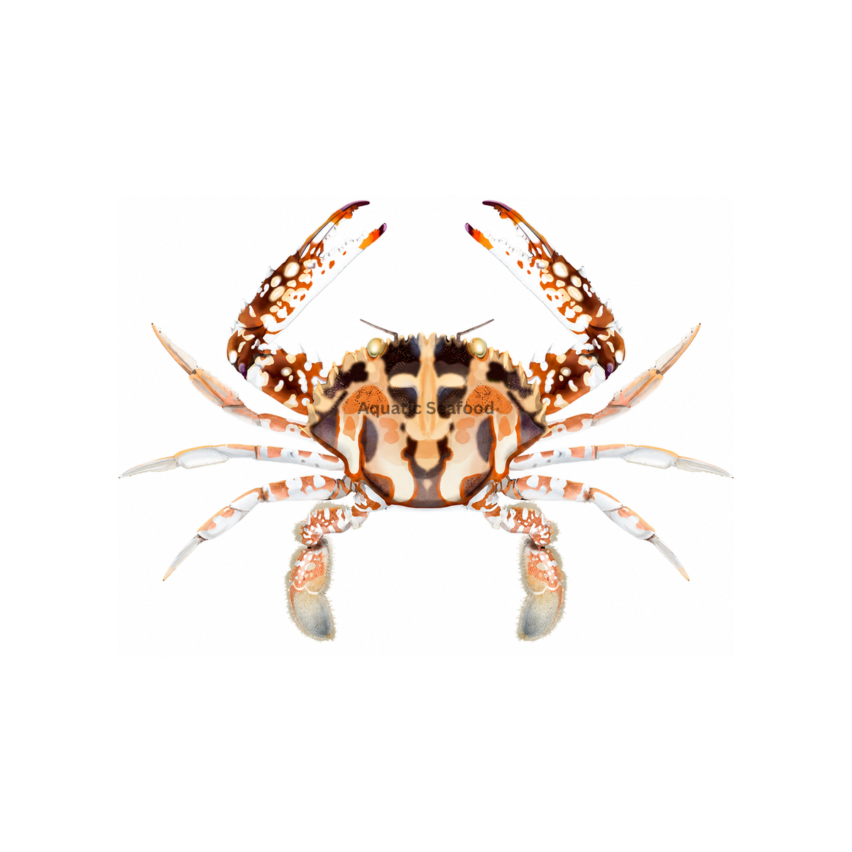 Crucifix Crab (Lal Kaikra)