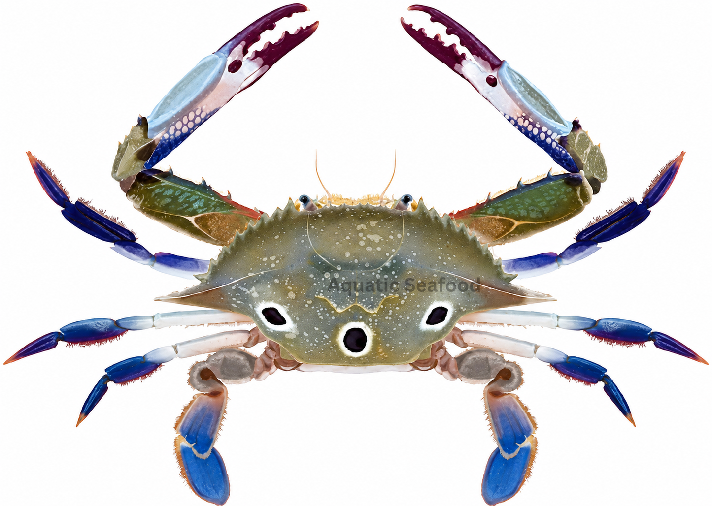 Three Spot Swimming Crab ( Tikkari )