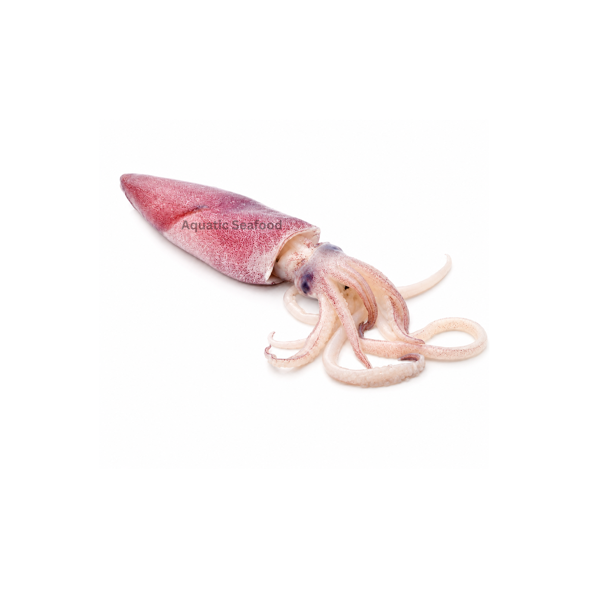 Squid ( Maiyya )