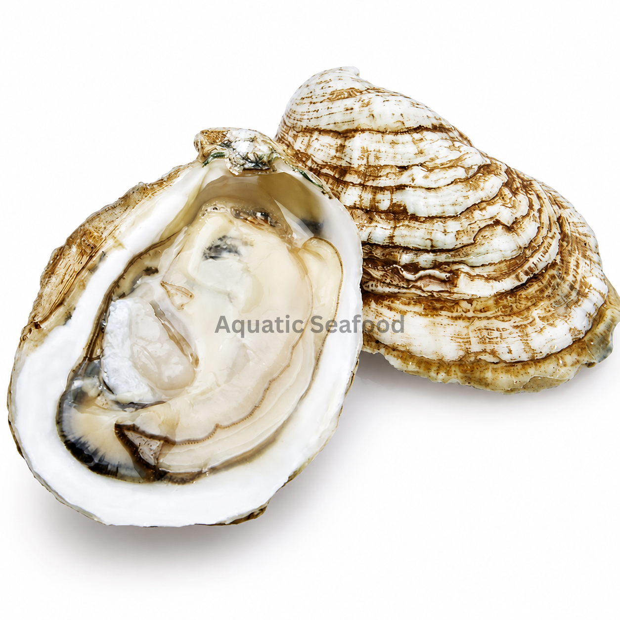 Oyster ( Kadda )