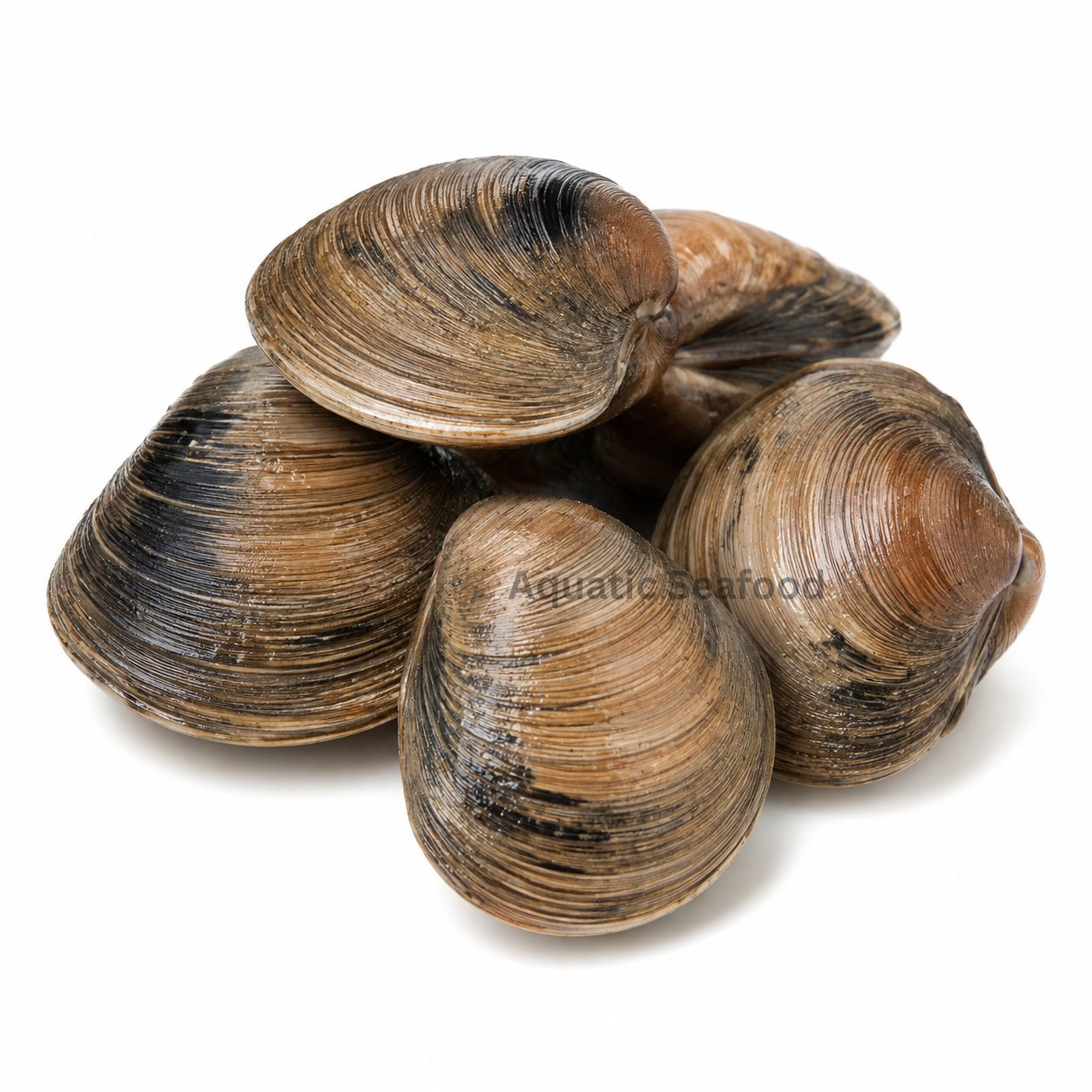 Hard Clams