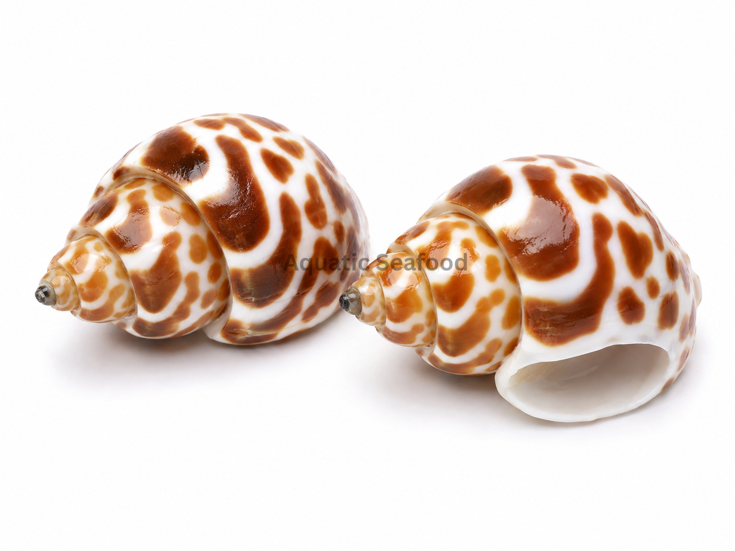 Top Shell