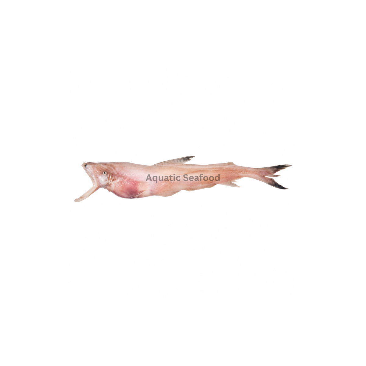 Bombay Duck ( Bombil )