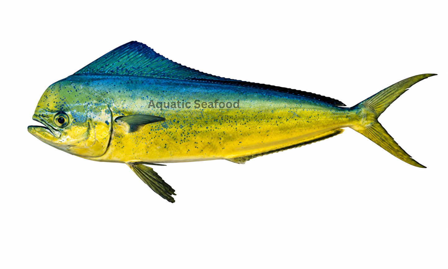 Mahi Mahi ( Amloshk )