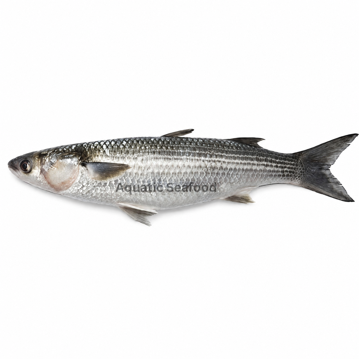 Mullet ( Boi )