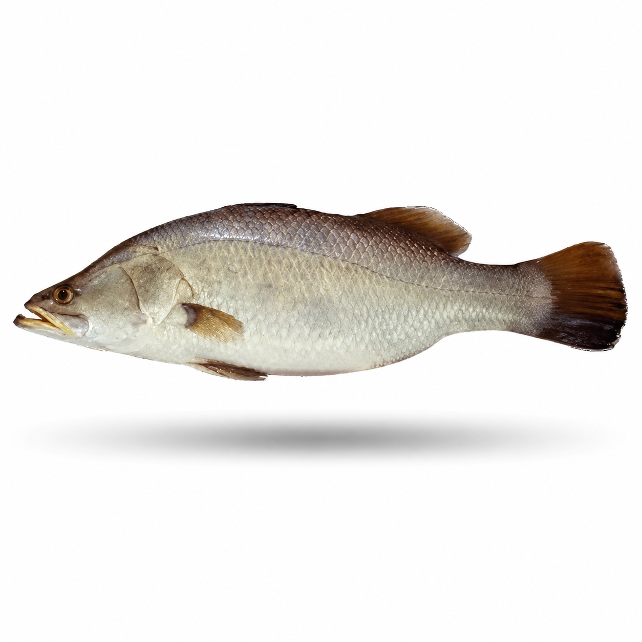 Bhetki ( Dangri )