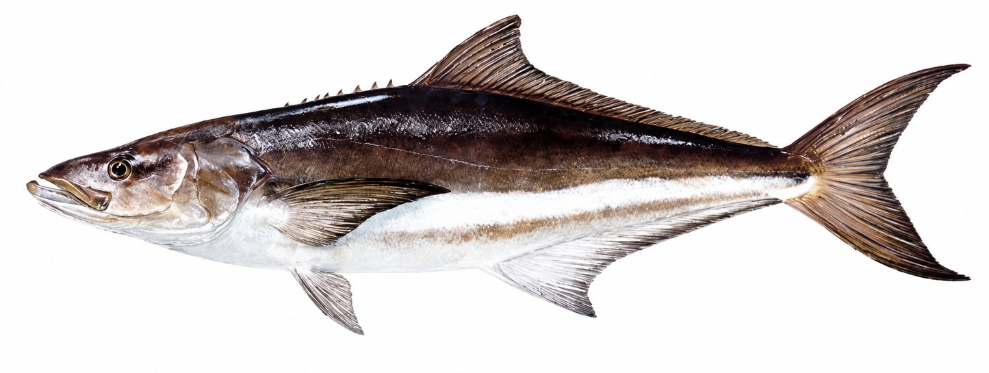 Cobia ( Sangra )