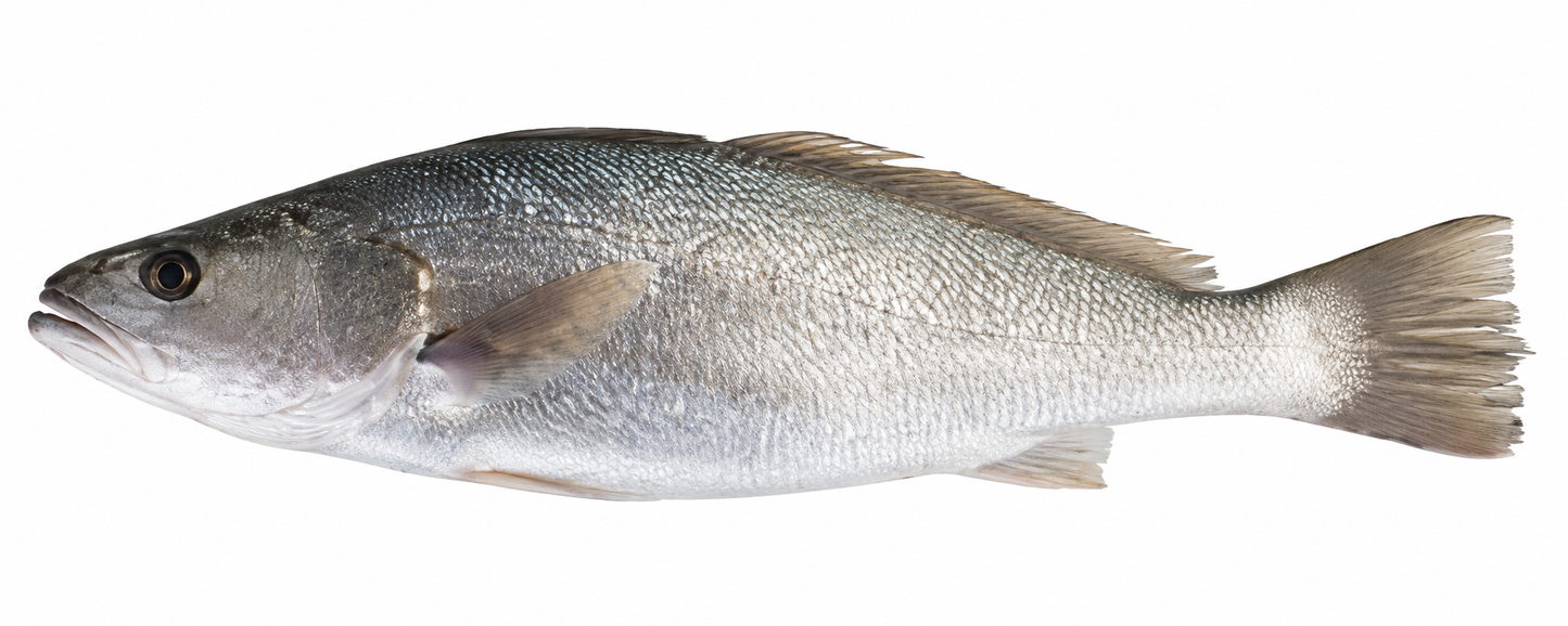 Japanese Meagre ( Sua )
