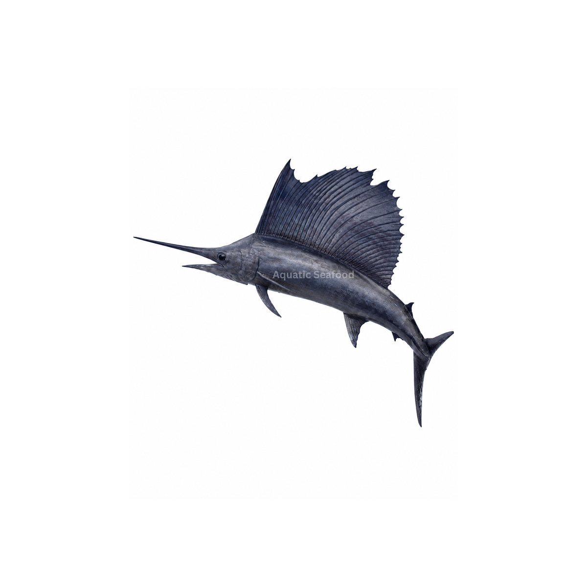 Sailfish ( Ghora )