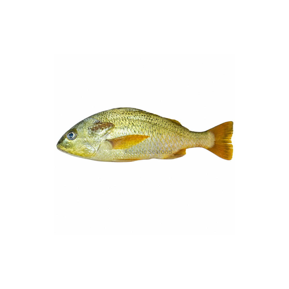 Javelin Grunter ( Dhotar )