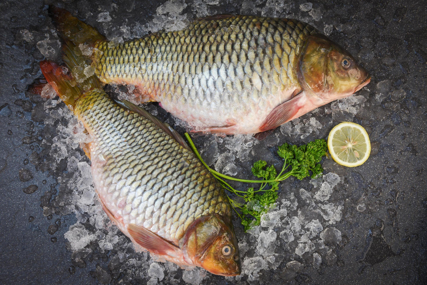 Fresh Water Fish