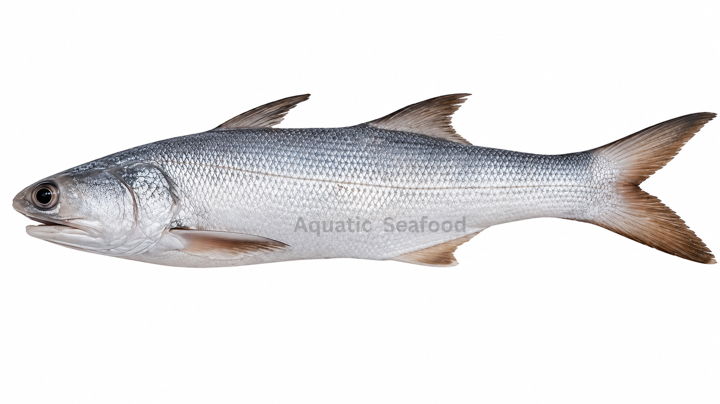 Indian Salmon ( Rawans )