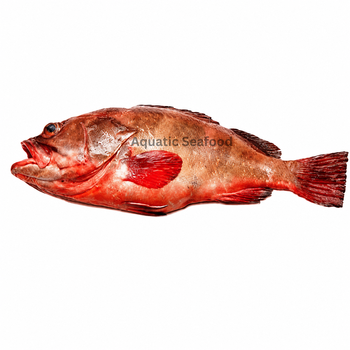 Reef Cod ( Daama )