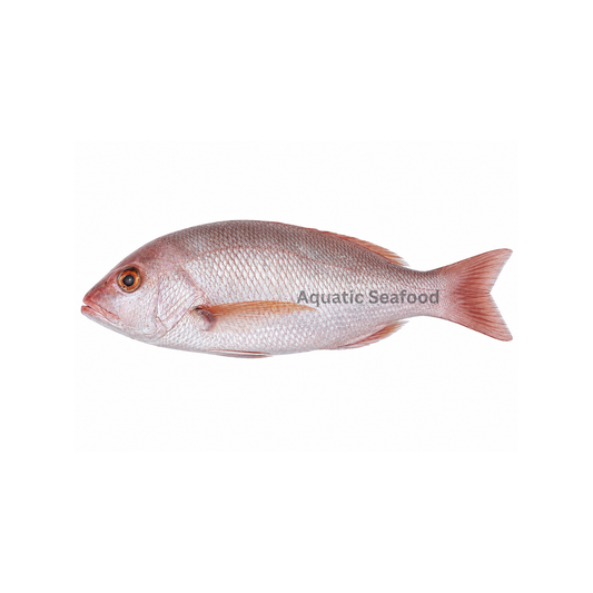 Crimson Jobfish ( Khopra )