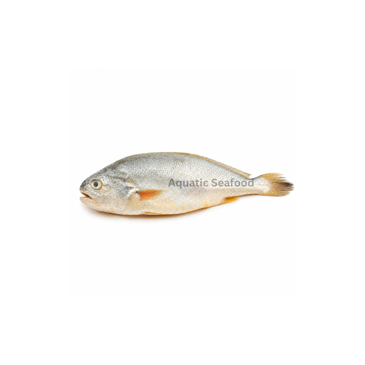 Croaker ( Mushka )