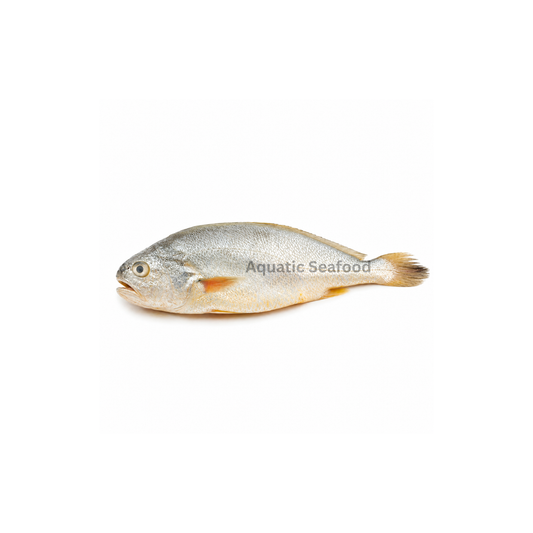 Croaker ( Mushka )