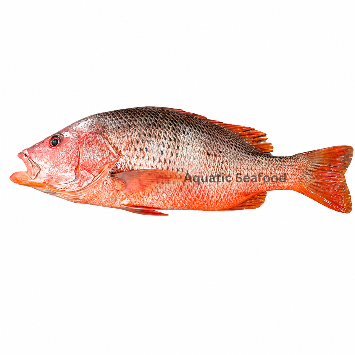 Red Snapper ( Heera )