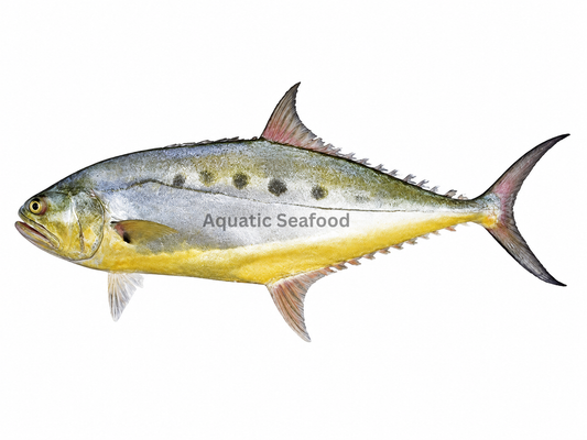 Queen Fish ( Saram )