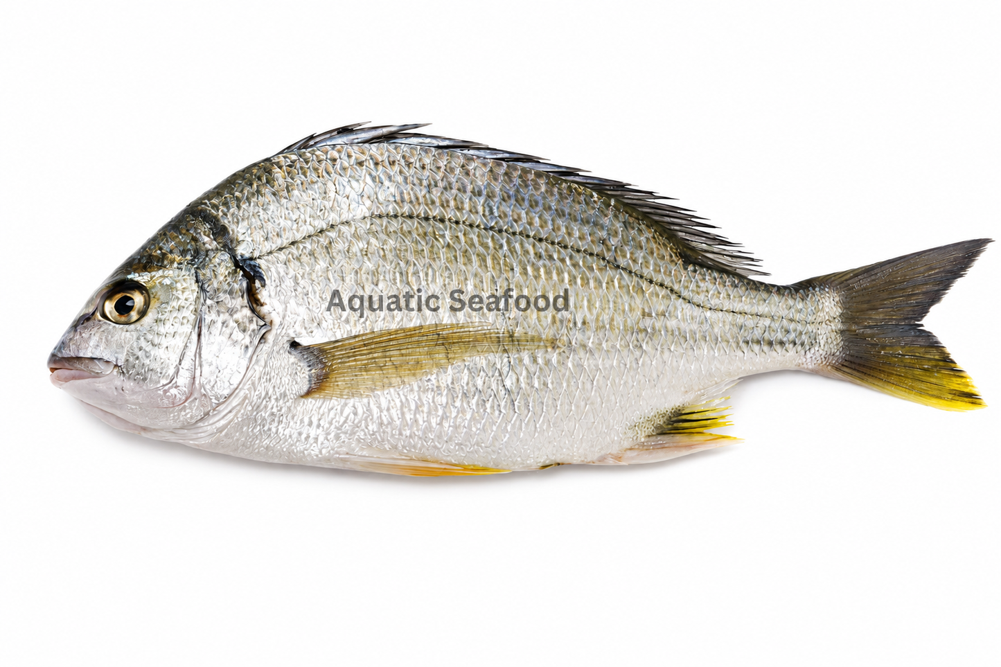 Yellowfin Seabream ( Safaid Dandia )