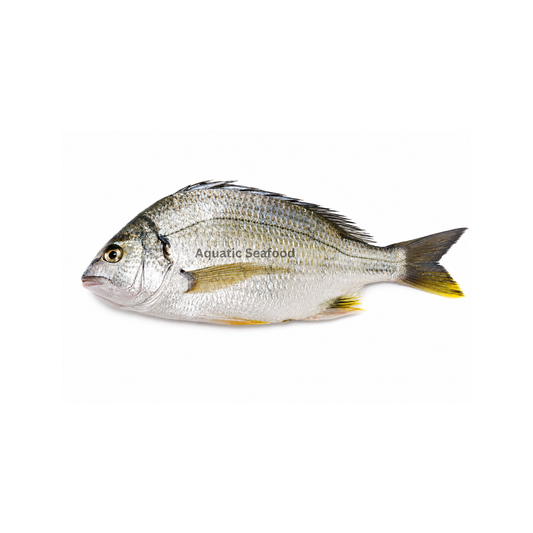 Yellowfin Seabream ( Safaid Dandia )