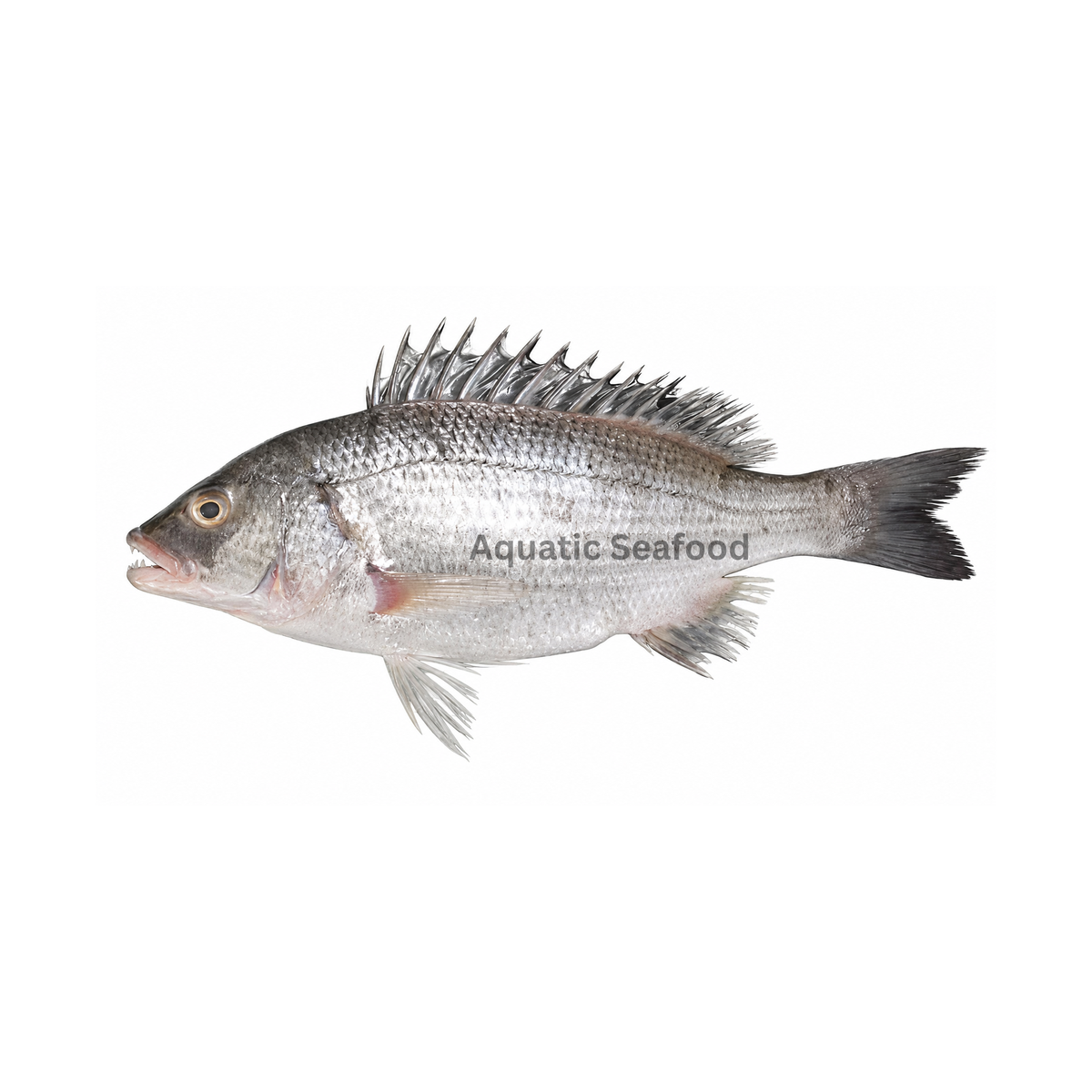 Sparidentex Hasta ( Dathi )