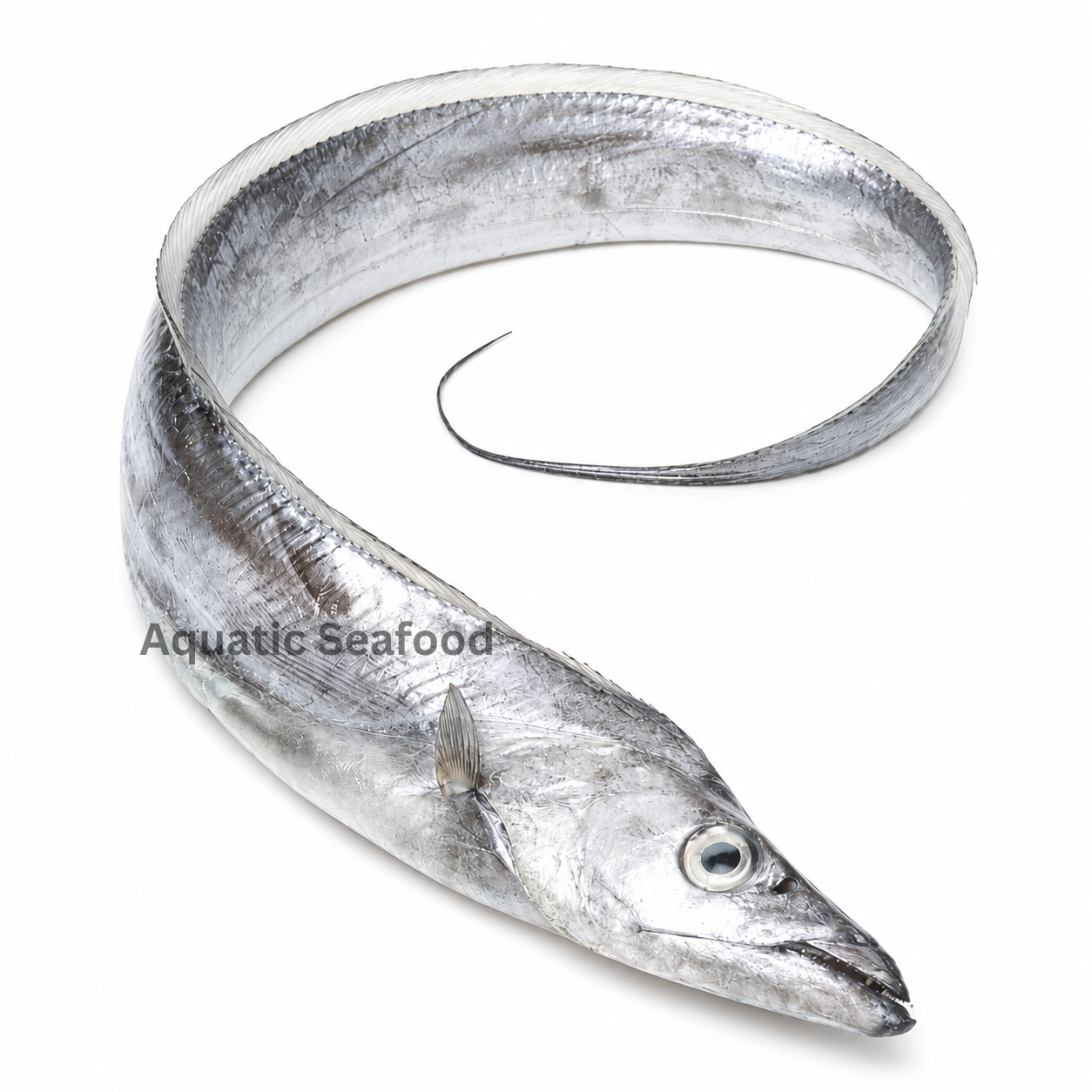 Ribbonfish  ( Chind )