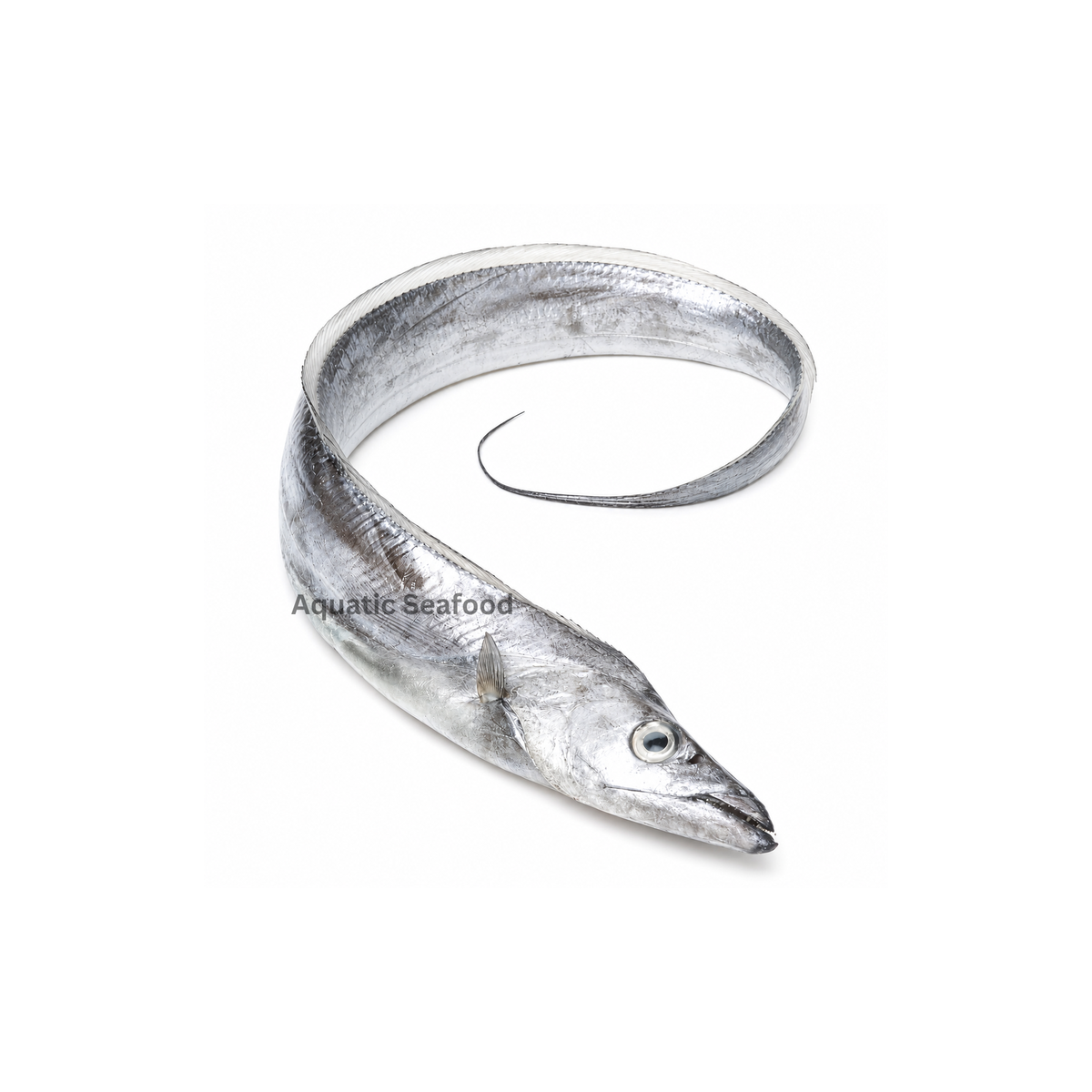 Ribbonfish  ( Chind )