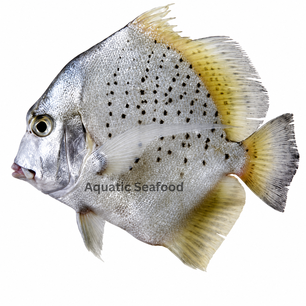 Spotted Sicklefish ( Jalebi )