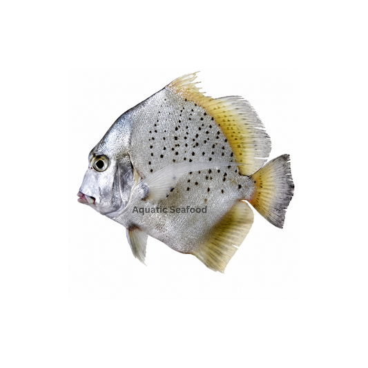 Spotted Sicklefish ( Jalebi )