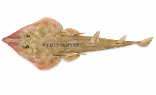 Guitarfish ( Sayrol )