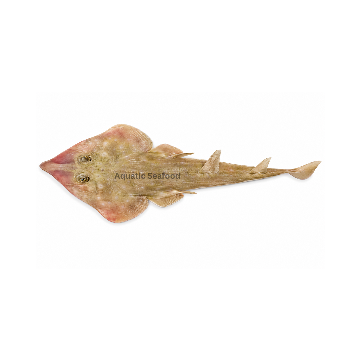 Guitarfish ( Sayrol )