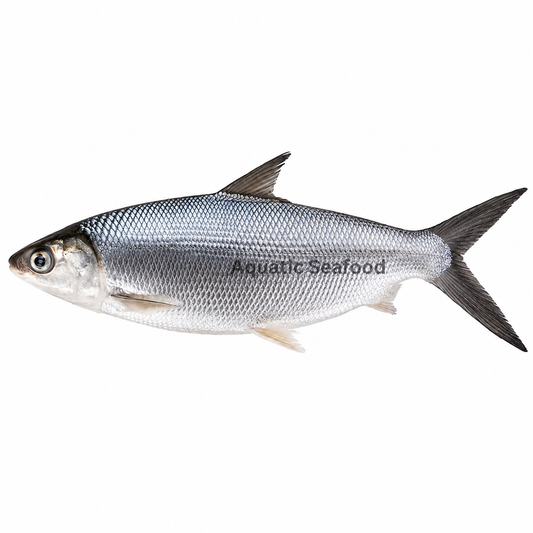 Milkfish ( Sulemani )