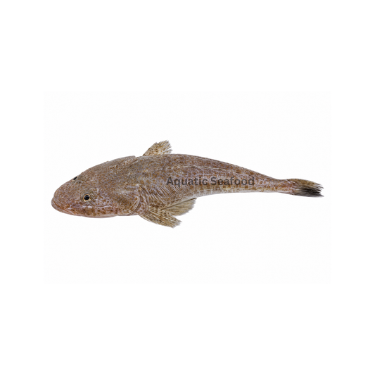 Flathead ( Kukkar )