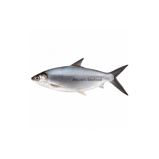 Milkfish ( Sulemani )