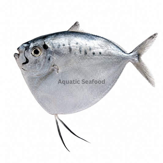 Moonfish ( Chandni )