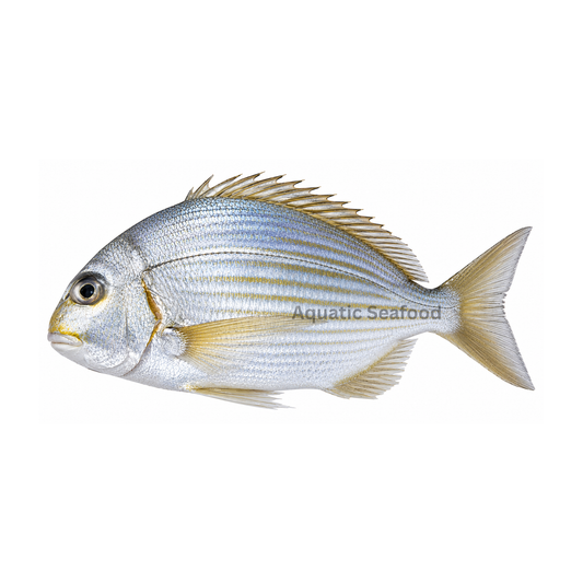 Goldlined Seabream (Kapartan)