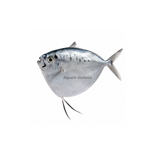 Moonfish ( Chandni )
